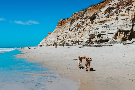 Del Mar Dog Beach Directions for Beginners | Everything to Know Before You Go to Del Mar Dog Beach